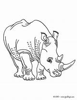 Rhino Sauvages Coloriages Animaux Rinoceronte Rhinoceros Nashorn Hellokids Designlooter Horned Two Farben Drucken Danieguto sketch template