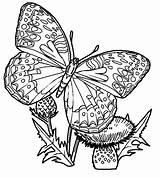 Colorat Fluturi Fluture Planse Planşe Găsiţi Multe sketch template
