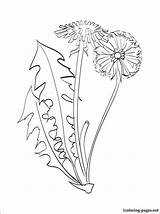 Dandelion Coloring Pages Color Outline Drawing Visit Flowers Choose Board 44kb 750px sketch template