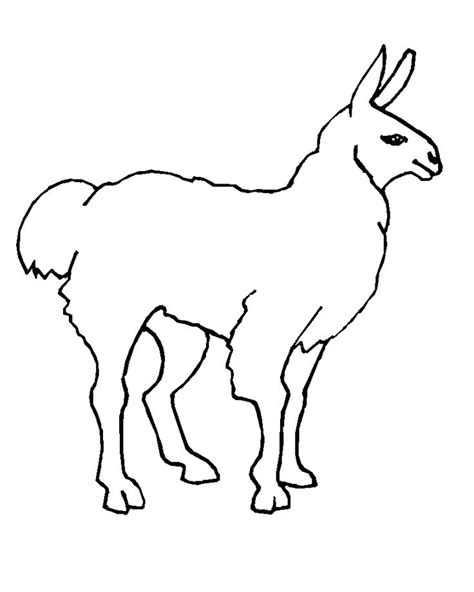 llama coloring pages  coloring pages  kids animal coloring