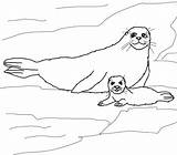 Seal Coloring Pages Baby Harp Mother Seals Printable Color Supercoloring Print Sheet Cute Elephant sketch template