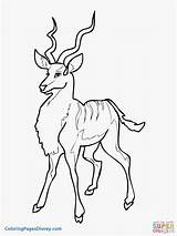 Coloring Antelope Kudu Pages Getcolorings sketch template
