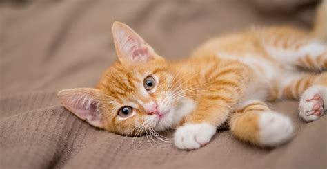 orange tabby cat personality 16 interesting facts you didn t know