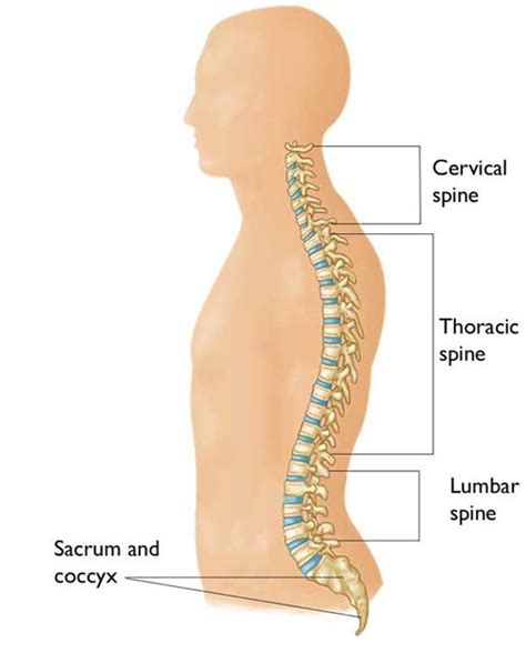 Cervical Spondylotic Myelopathy Csm Spinal Cord
