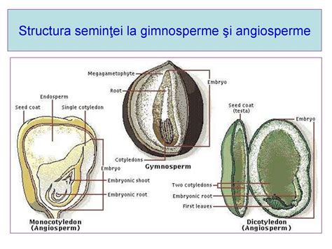 increngatura gimnosperme
