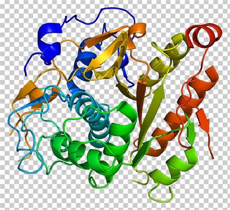 atgb protein biochemistry enzyme gene png clipart animal figure