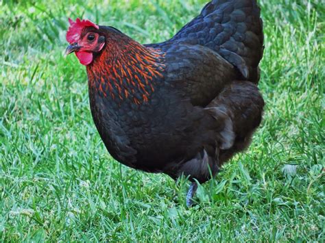 laying hens   backyard  home wealth