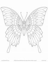 Kwok Ben Sharon Butterfly Drawing sketch template