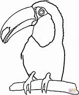 Toucan Coloring Toco Craft Printable 910px 62kb Clipartmag Clipart Printablee Outline sketch template