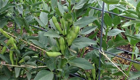 grow fava beans