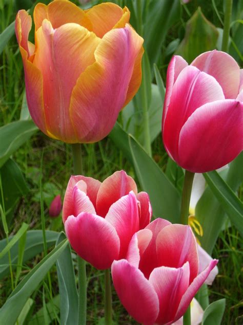 tulpen von lostangel galerie heise foto