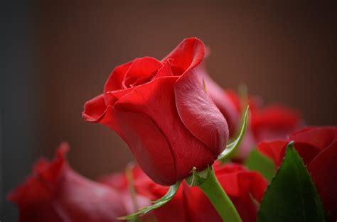 valentines day  ways  ensure  flowers