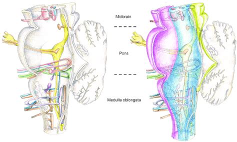schematic diagram   cranial nerve nuclei left panel