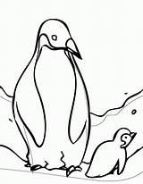 Coloring Penguin Adelie Pages Printable Popular Kids sketch template