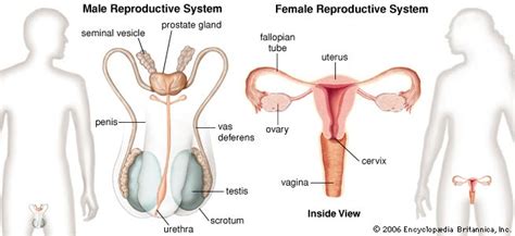 Little Scientist Unit Iv Compendium Reproductive System