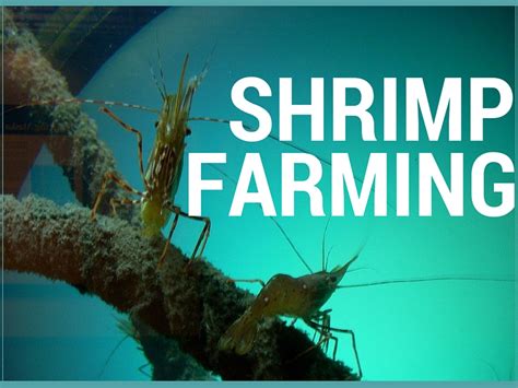 shrimp farming worldwide aquaculture