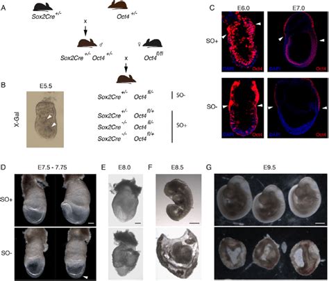 Oct4 Deletion Strategy And Phenotype A Schematic Of Mouse Breeding