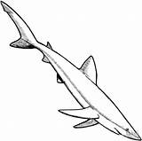 Sharks Shark Prehistoric Wonderful sketch template
