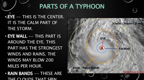 anatomy  typhoon