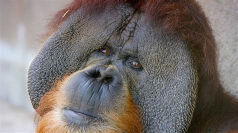 orangutan san diego zoo animals plants