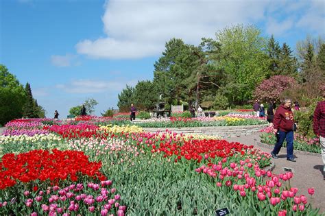 minnesota landscape arboretum tulips  blooming  planted