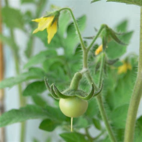 beginners guide  growing tomato plants dengarden