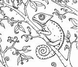 Coloring Chameleon Pages Painting Color sketch template