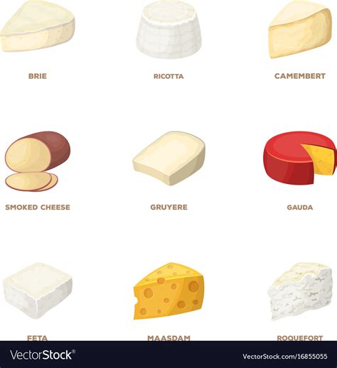 types  cheese  types  vector image