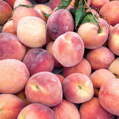 when are peaches in season by state eat like no one else