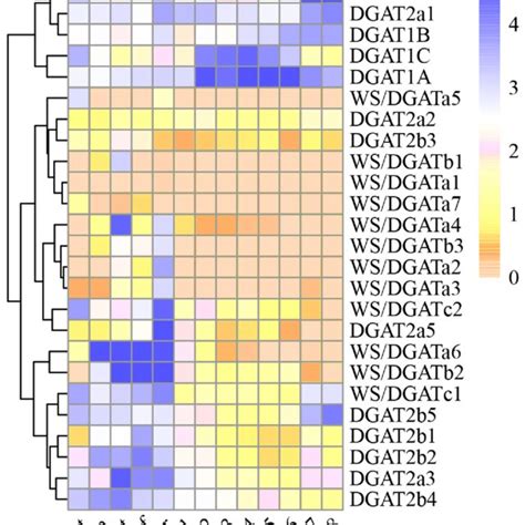 promoter analysis promoter structure  soybean dgat genes