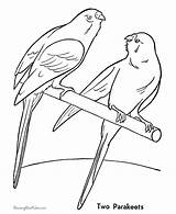 Papagei Parakeet Budgie Colouring Desenho Ausmalbild Periquito Papagaio Tudodesenhos sketch template