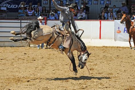 cowboy rodeo saddle bronc rider ar sjpg  bucking