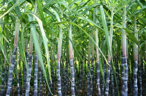 sugar cane tamil  vedas