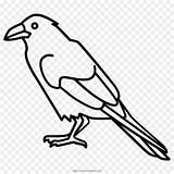 Gagak Mewarnai Burung Bird Colorare Umum sketch template