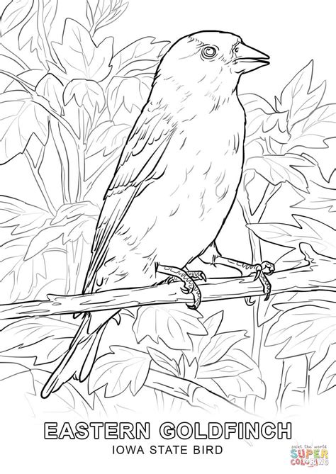 iowa state bird coloring page  printable coloring pages