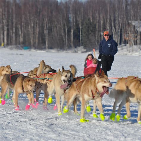iditarod trail sled dog race anchorage