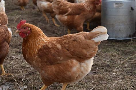 Golden Comet Chicken Eggs Height Size And Raising Tips