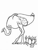 Ostrich Coloring Pages Color Print Kids Printable Coloringcafe Template sketch template