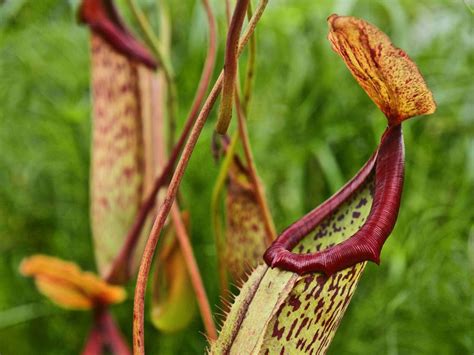 pitcher perfect  carnivorous plants   risk  independent