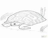 Pages Coloring Tortoise Galapagos Drawing Getdrawings Getcolorings Printable Bendy sketch template