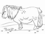 Shetland Educativeprintable Ponies sketch template