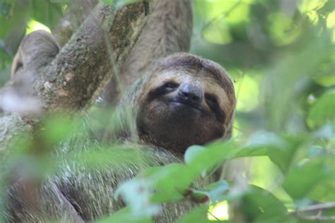 filebrown throated  toed sloth female facejpg wikimedia commons