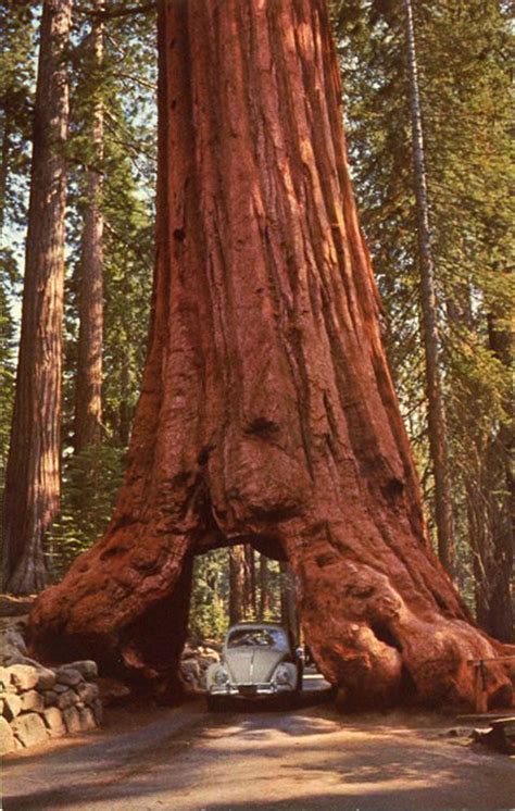 mariposa grove yosemite national park california redwood tree