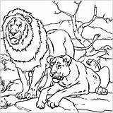 Lion Coloring Kids Pages Printable Animals Children sketch template