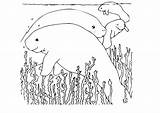 Coloring Manatee Pages Clipart Manatees Cute Library Comments Large sketch template