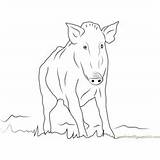 Boar Coloring Pages Wild sketch template
