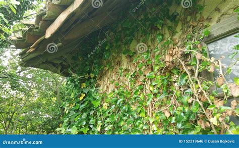 house  grass wall stock photo image  house