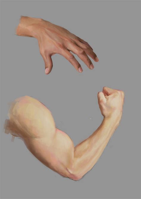 human arm male anatomia  artistas referencia anatomia anatomia
