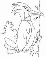 Woodpecker Coloring Pages Kids Great Print Spotted Printable Color Birds Woodpeckers Children Bird Preschool Topcoloringpages Pdf Animals Kindergarten Popular Recommended sketch template
