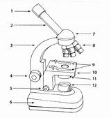 Microscope Worksheet Drawing Parts Diagram Quiz Labeling Easy Microscopes Science Compound Light Blank Part Grade Microscopic School Worksheets Drawings Print sketch template